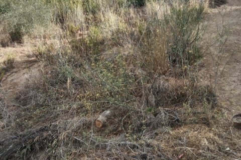 Купить земельный участок в Сан-Себрия-де-Вальяльта, Испания 11000м², № 5113 - фото 5