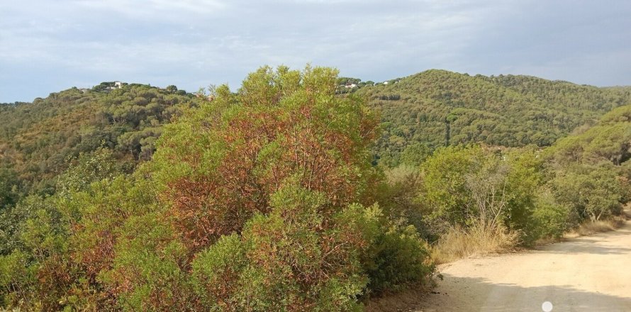 Земельный участок 11000м² в Сан-Себрия-де-Вальяльте, Барселона, Каталония, Испания № 5113