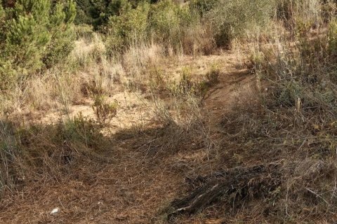 Купить земельный участок в Сан-Себрия-де-Вальяльта, Испания 11000м², № 5113 - фото 6