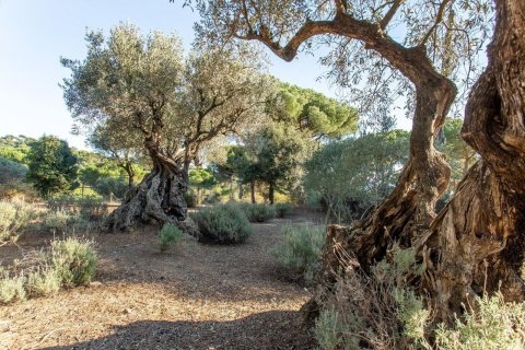 5 chambres house à vendre à Sant Andreu de Llavaneres, Barcelona, Catalonia, Spain № 3582 - photo 12