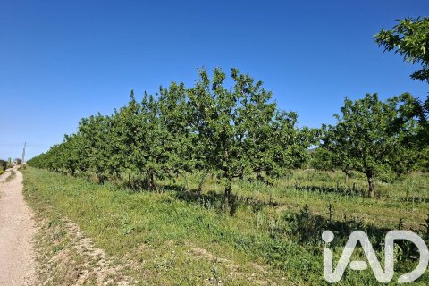 Купить коммерческую недвижимость в Ульдекона, Испания № 7428 - фото 3